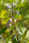 Polygala amarella Crantz