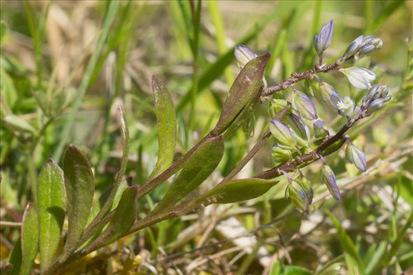 Polygala amarella Crantz