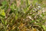 Polygala amarella Crantz