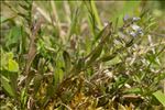 Polygala amarella Crantz