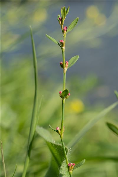 Polygonum aviculare subsp. depressum (Meisn.) Arcang.