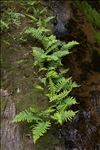 Polypodium interjectum Shivas