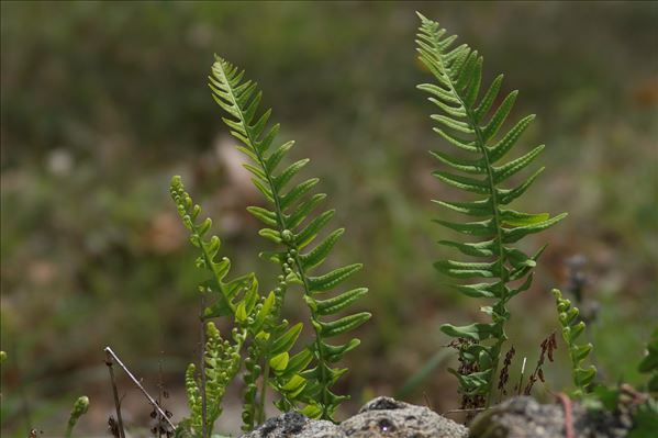 Polypodium interjectum Shivas