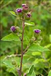 Arctium lappa L.