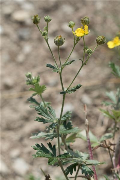 Potentilla argentea L.