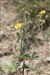 Potentilla argentea L.