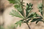 Potentilla argentea L.