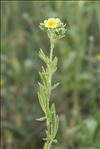 Potentilla recta L.