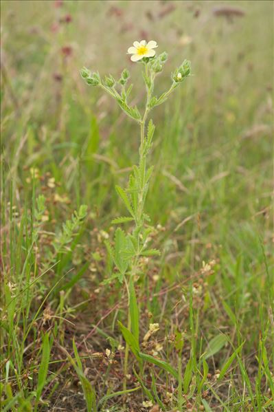 Potentilla recta L.