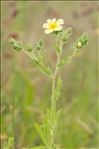 Potentilla recta L.