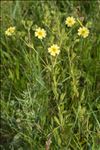 Potentilla recta L.