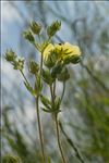 Potentilla recta L.