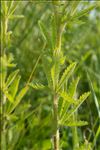 Potentilla recta L.