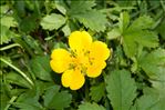 Potentilla reptans L.