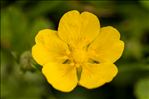 Potentilla reptans L.