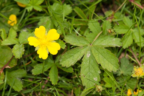 Potentilla reptans L.