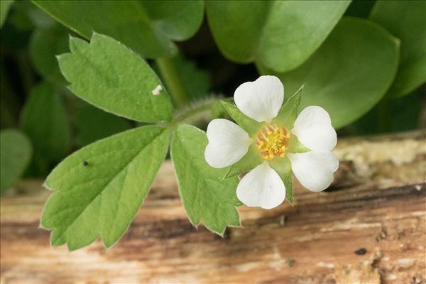 Potentilla sterilis (L.) Garcke
