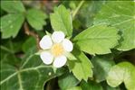 Potentilla sterilis (L.) Garcke