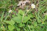 Potentilla sterilis (L.) Garcke