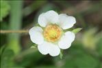 Potentilla sterilis (L.) Garcke