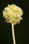 Poterium sanguisorba subsp. balearica (Bourg. ex Nyman) Stace