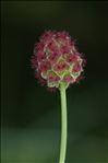 Poterium sanguisorba subsp. balearica (Bourg. ex Nyman) Stace