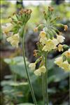 Primula elatior subsp. intricata (Gren. & Godr.) Widmer