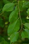 Prunus avium (L.) L. var. avium