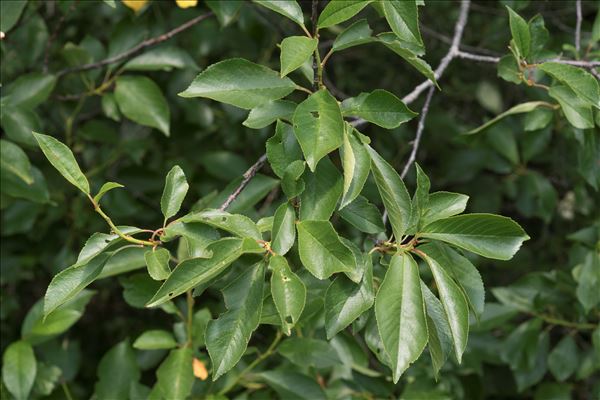 Prunus cerasus L.