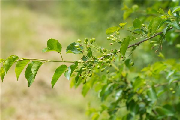 Prunus mahaleb L.