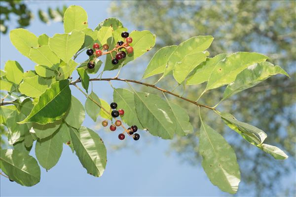 Prunus serotina Ehrh.