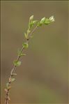 Arenaria serpyllifolia L. var. serpyllifolia