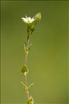 Arenaria serpyllifolia L. var. serpyllifolia