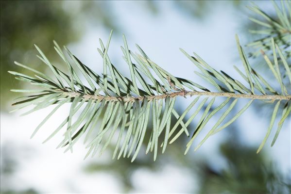 Pseudotsuga menziesii (Mirb.) Franco