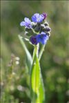 Pulmonaria angustifolia L.