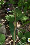 Pulmonaria longifolia subsp. cevennensis Bolliger