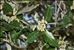 Quercus ilex L.