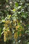 Quercus ilex subsp. ballota (Desf.) Samp.