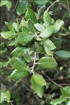 Quercus ilex subsp. ballota (Desf.) Samp.