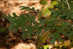 Quercus pyrenaica Willd.