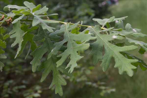 Quercus pyrenaica Willd.