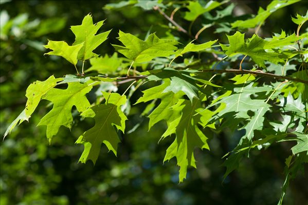 Quercus rubra L.