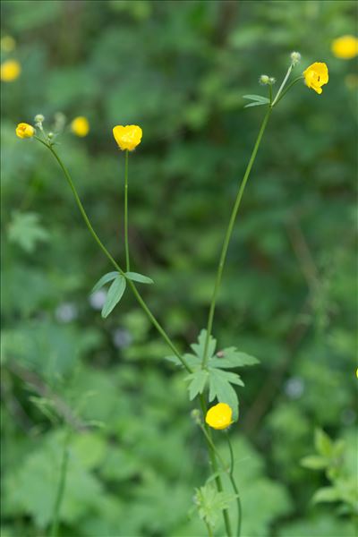 Ranunculus acris L. subsp. acris