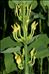 Aristolochia clematitis L.