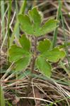 Ranunculus bulbosus L. subsp. bulbosus