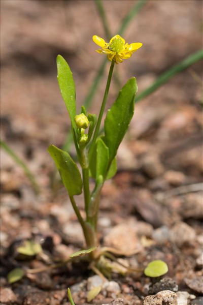 Ranunculus ophioglossifolius Vill.