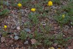 Ranunculus paludosus Poir.