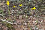 Ranunculus paludosus Poir.