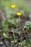 Ranunculus paludosus Poir.