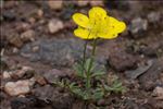 Ranunculus paludosus Poir.